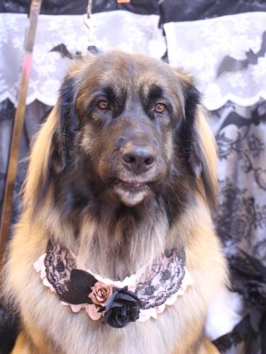 20231012シェリーちゃん